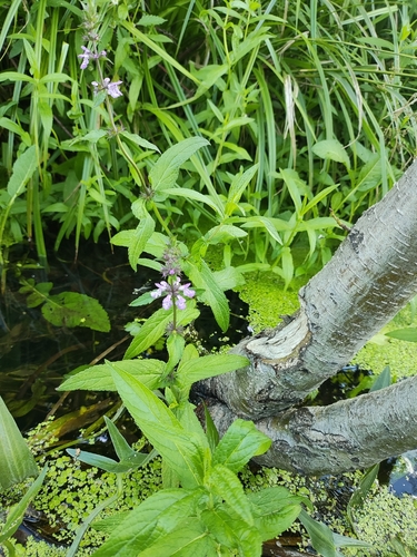 Marsh Woundwort