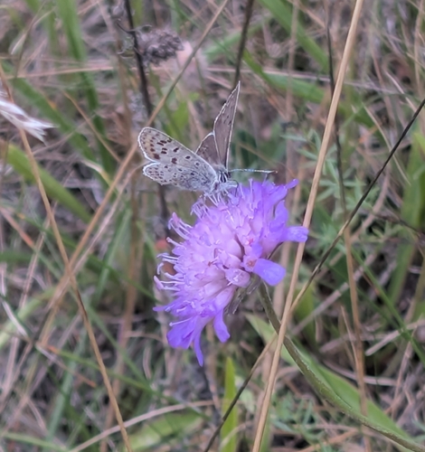Sooty Copper