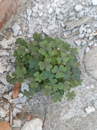 Creeping Woodsorrel