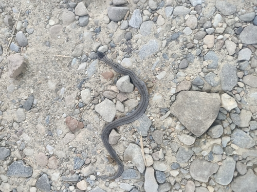Smooth Snake