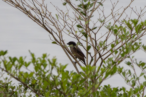 Long-tailed Shrike