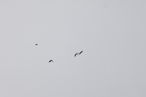 Black-collared Starling