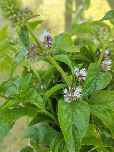 watermint