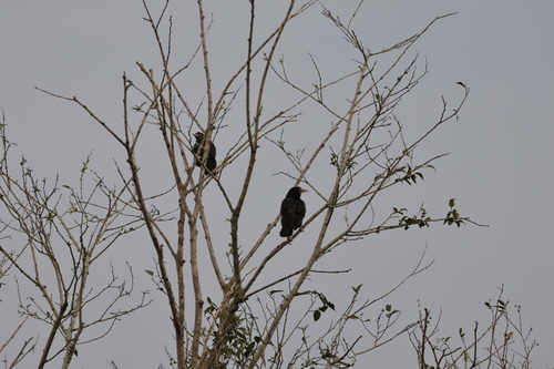Crested Myna