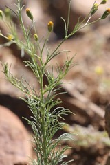 Schkuhria pinnata image