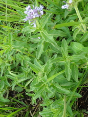 Pentanisia prunelloides