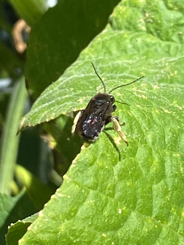 Two-spotted Longhorn Bee