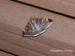 Pindara illibata