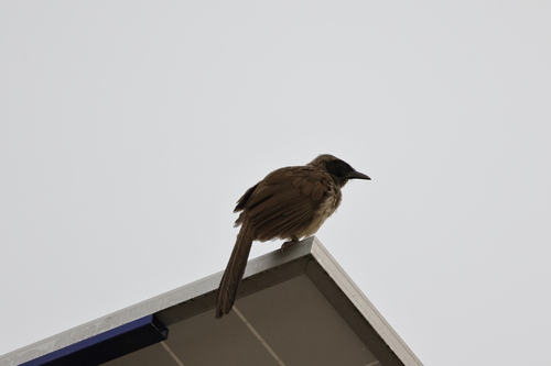 Masked Laughingthrush