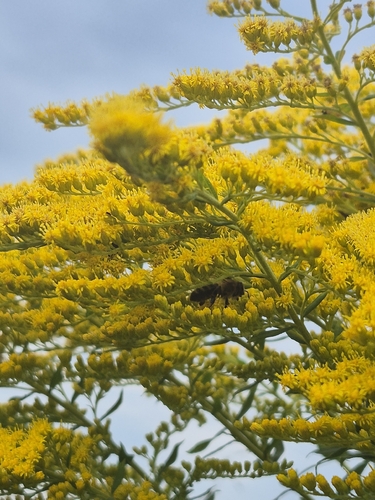 Western Honey Bee