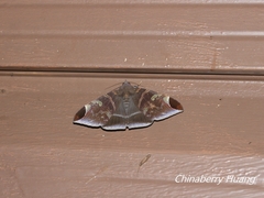 Pindara illibata