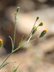 Schkuhria pinnata image