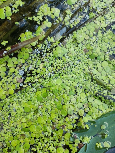 greater duckweed