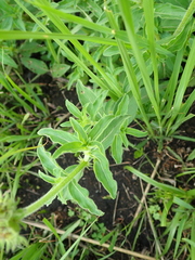 Pentanisia prunelloides