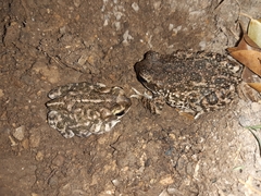 Incilius perplexus