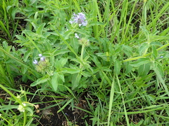 Pentanisia prunelloides