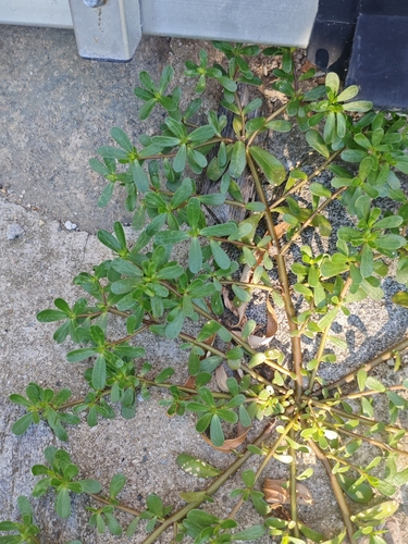 Common Purslane