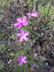 Linanthus californicus