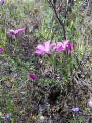 Linanthus californicus