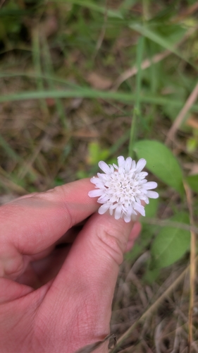 Field Scabious