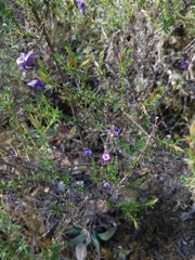 Linanthus californicus
