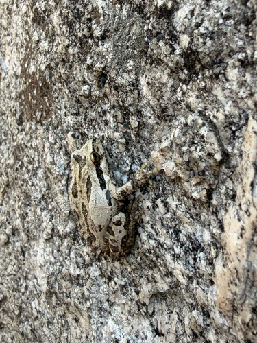 iNaturalist observation photo of Pacific chorus frog