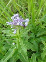 Pentanisia prunelloides