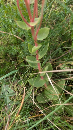 Great Stonecrop