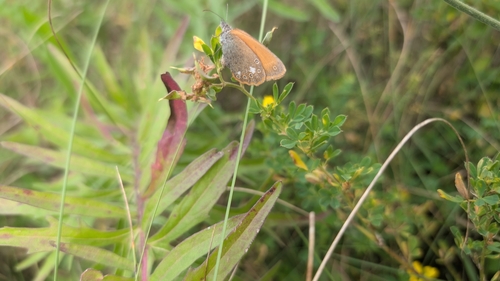 Chestnut Heath