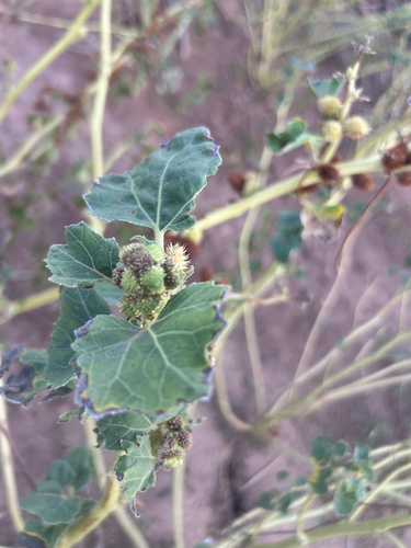 common cocklebur