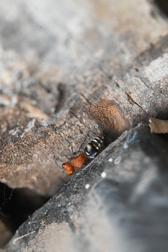Pseudomethoca wickhami