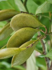 Derris trifoliata