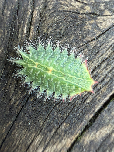 Crowned Slug Moth photo 3