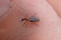 Dilophus tibialis breviceps