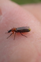 Dilophus tibialis breviceps