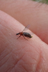 Dilophus tibialis breviceps