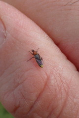 Dilophus tibialis breviceps