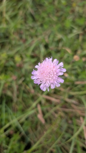 Field Scabious