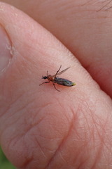 Dilophus tibialis breviceps