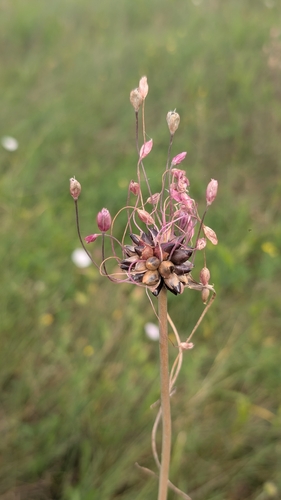 field garlic