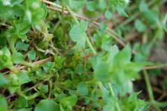Pisaurina dubia