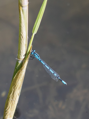 Common Blue Damselfly