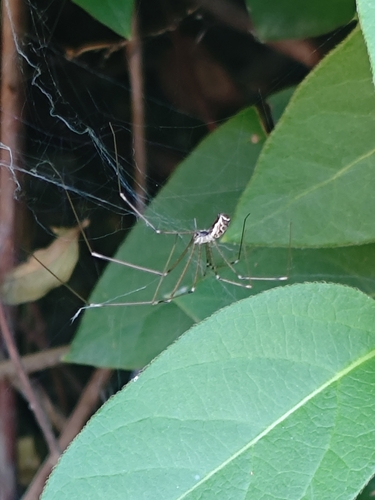 Marbled Cellar Spider