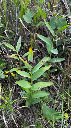 star-flowered lily-of-the-valley
