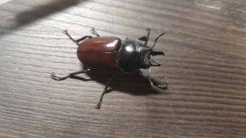 Neolucanus nitidus nitidus