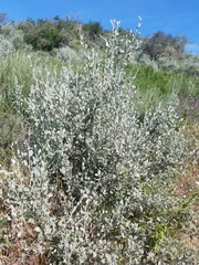 Malacothamnus gracilis