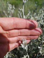 Malacothamnus gracilis