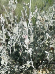 Malacothamnus gracilis