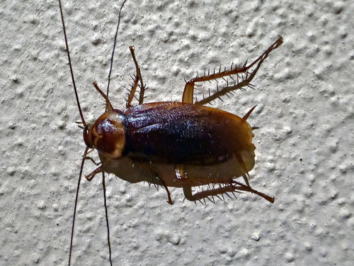 American Cockroach