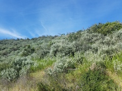 Malacothamnus gracilis